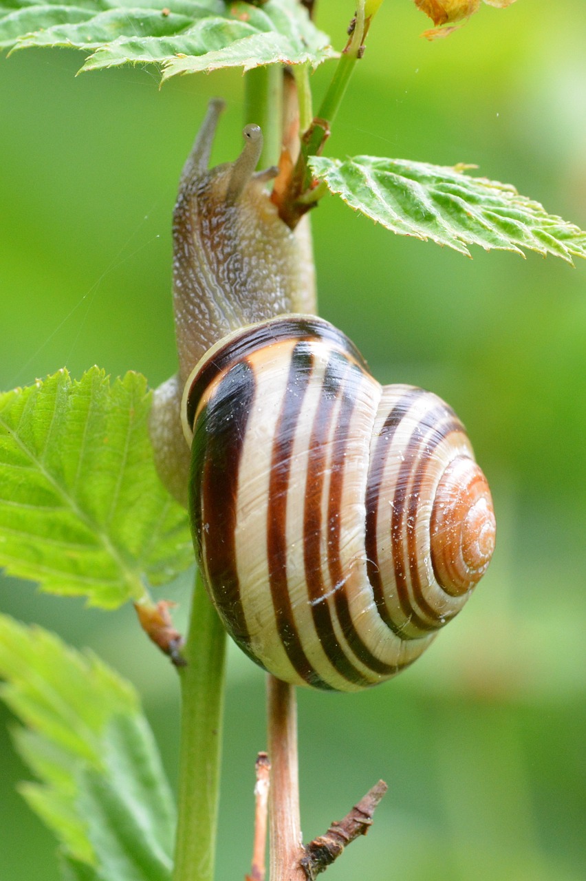 Sraigė, Makro, Uždaryti, Lukštas, Sraigės Apvalkalas, Nemokamos Nuotraukos,  Nemokama Licenzija