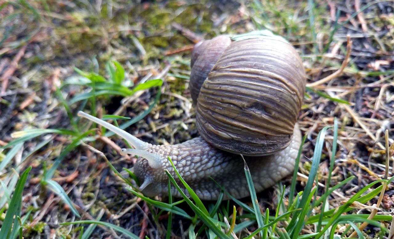 Sraigė, Lukštas, Lietus, Burgundija, Gamta, Gastropodas, Miškas, Nemokamos Nuotraukos,  Nemokama Licenzija