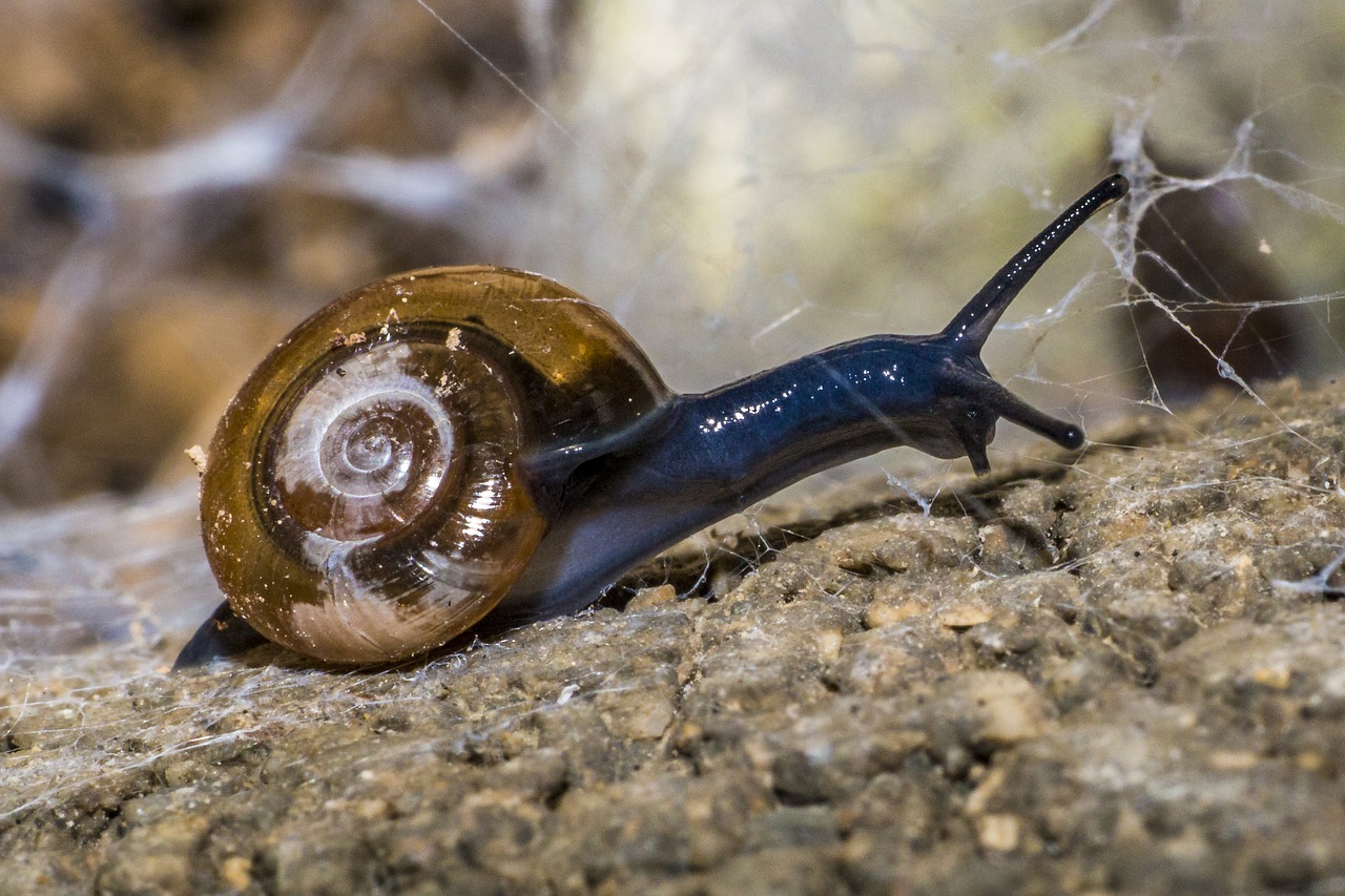 Sraigė, Gyvūnai, Gamta, Lukštas, Mollusk, Copse Sraigė, Sraigės Apvalkalas, Nemokamos Nuotraukos,  Nemokama Licenzija