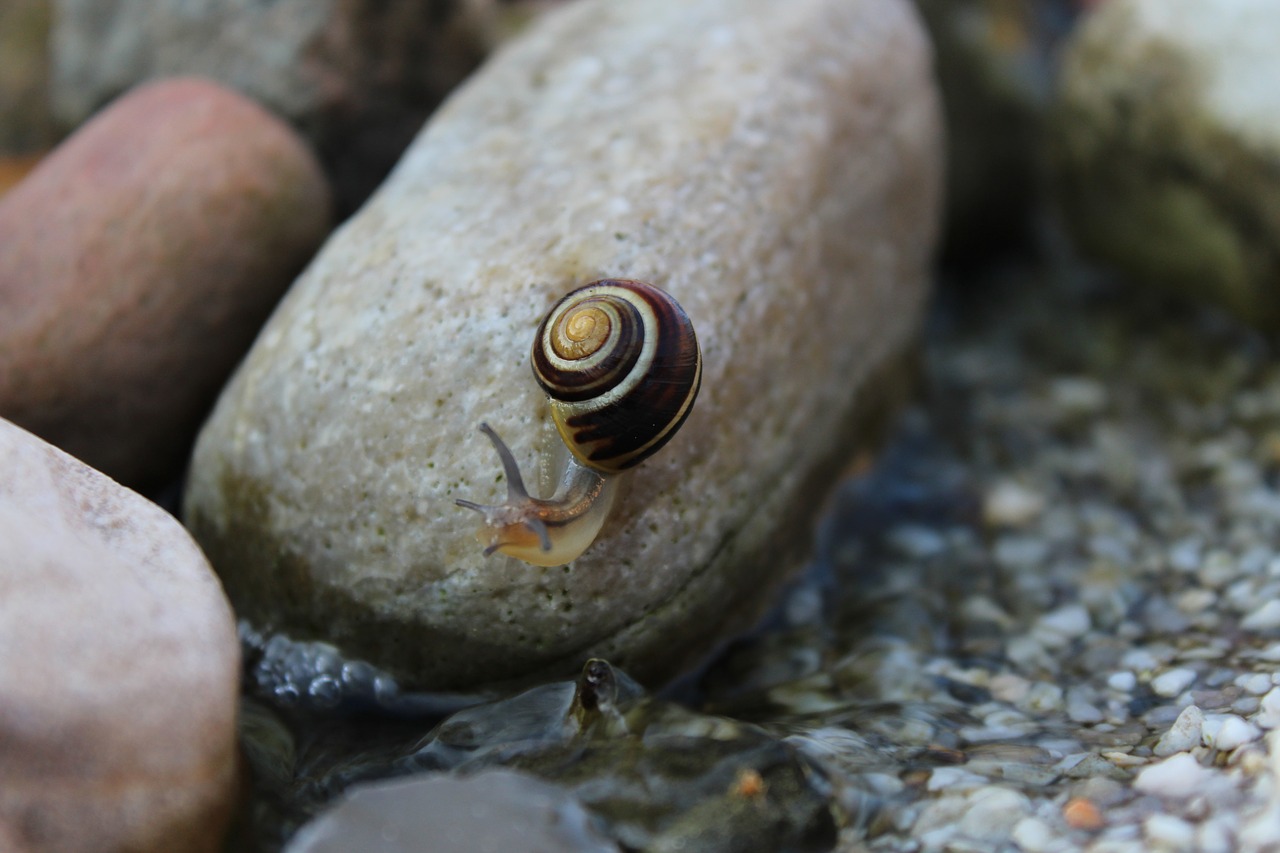 Sraigė, Gyvūnas, Ropliai, Mollusk, Lukštas, Gamta, Akmuo, Vanduo, Sodas, Lėtai