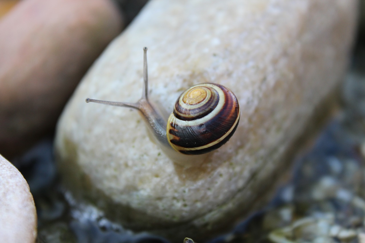 Sraigė, Gyvūnas, Ropliai, Mollusk, Lukštas, Gamta, Akmuo, Vanduo, Sodas, Lėtai