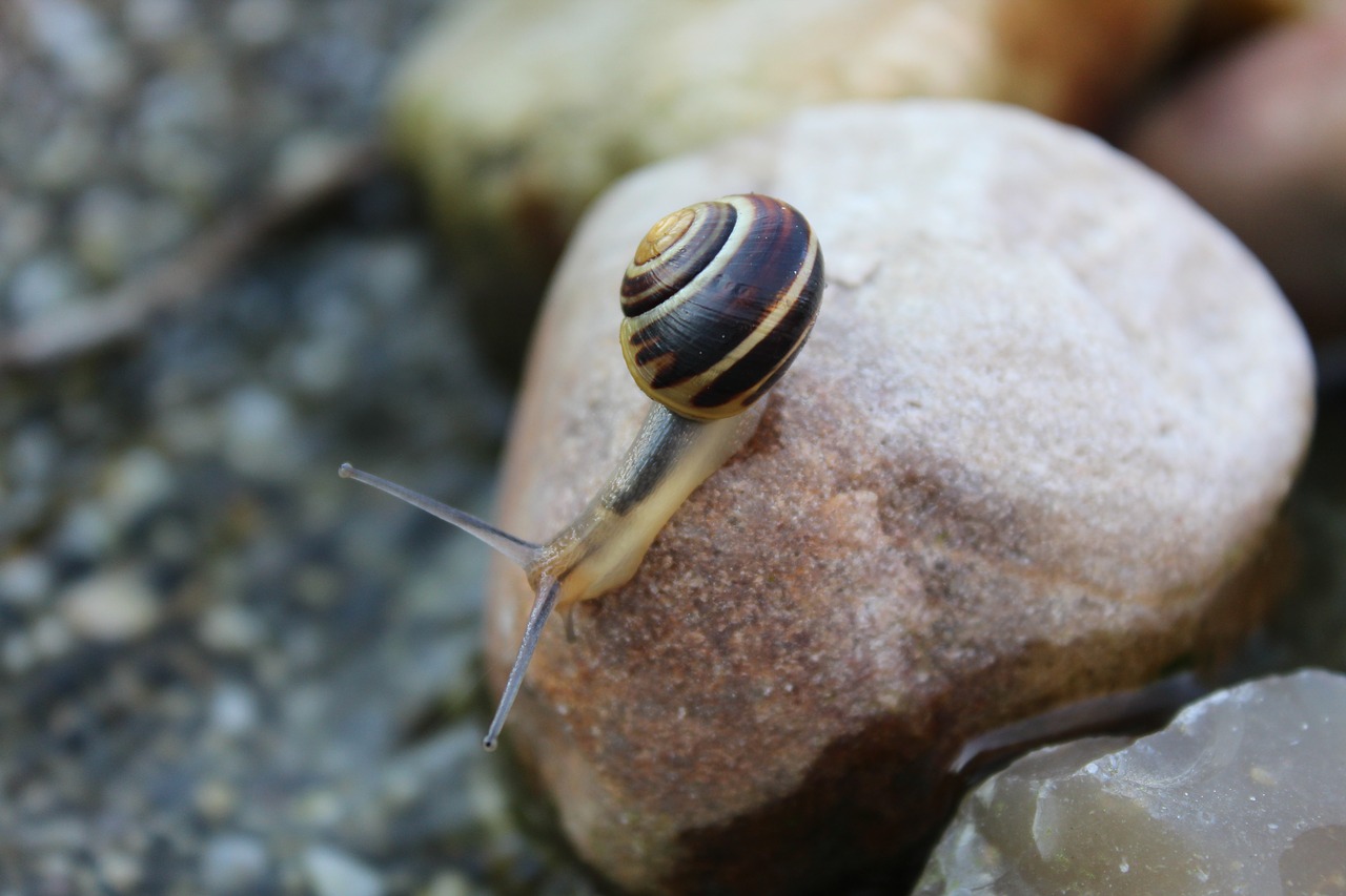 Sraigė, Gyvūnas, Ropliai, Mollusk, Lukštas, Gamta, Akmuo, Vanduo, Sodas, Lėtai