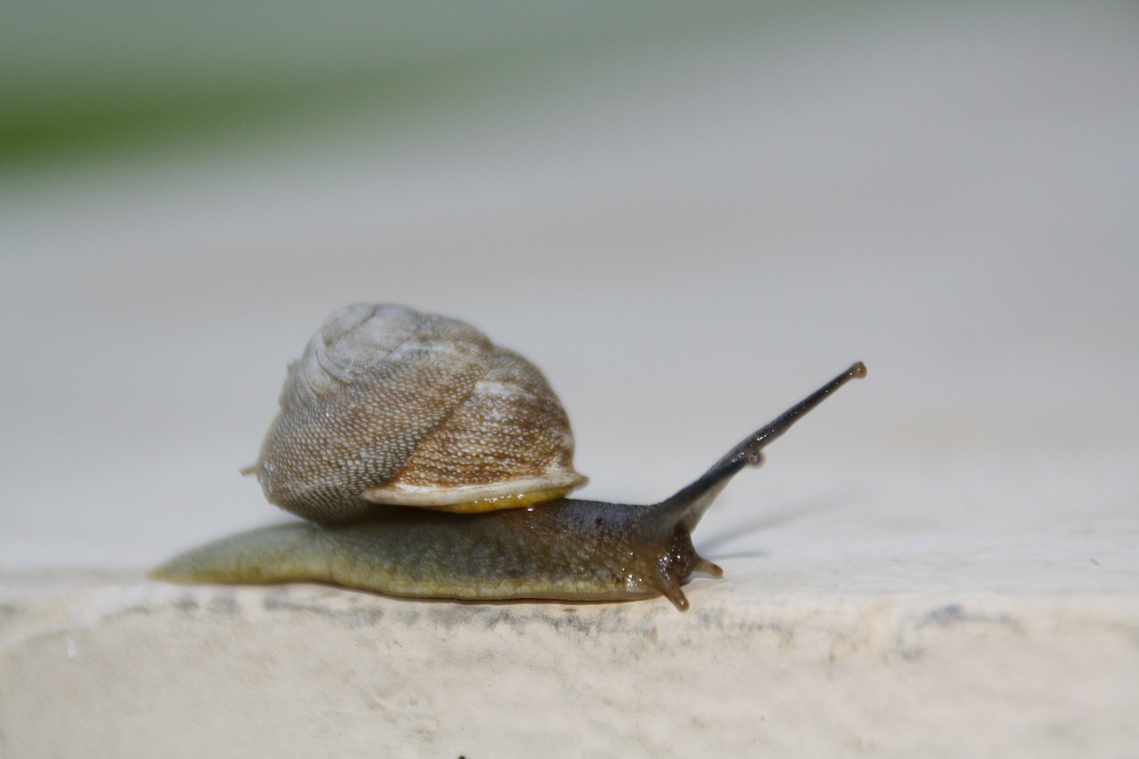 Sraigė, Lėtas, Juda, Lukštas, Lieknas, Bestuburiai, Gastropodas, Mollusk, Lipnus, Gleivės