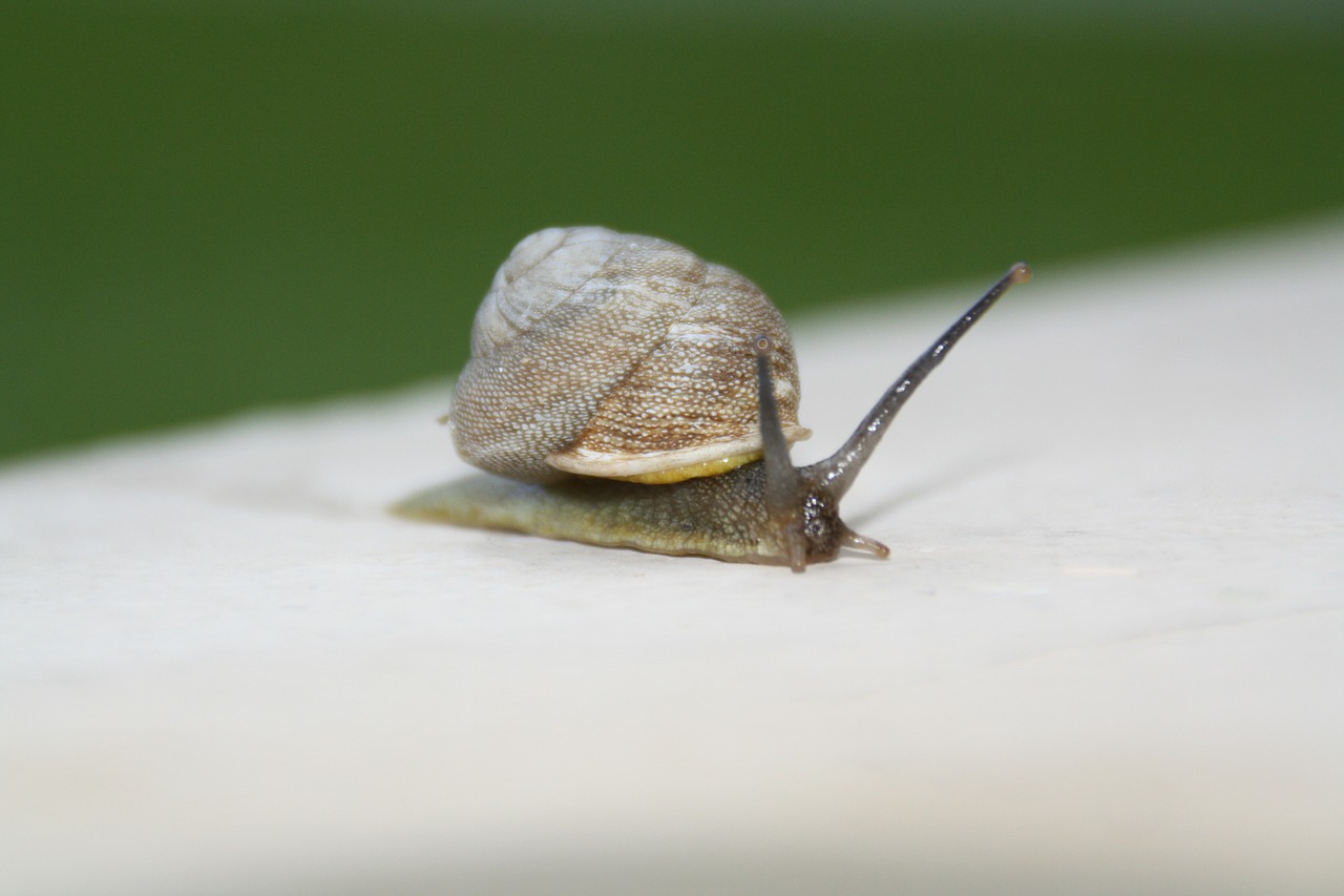 Sraigė, Lėtas, Juda, Lukštas, Lieknas, Bestuburiai, Gastropodas, Mollusk, Lipnus, Gleivės