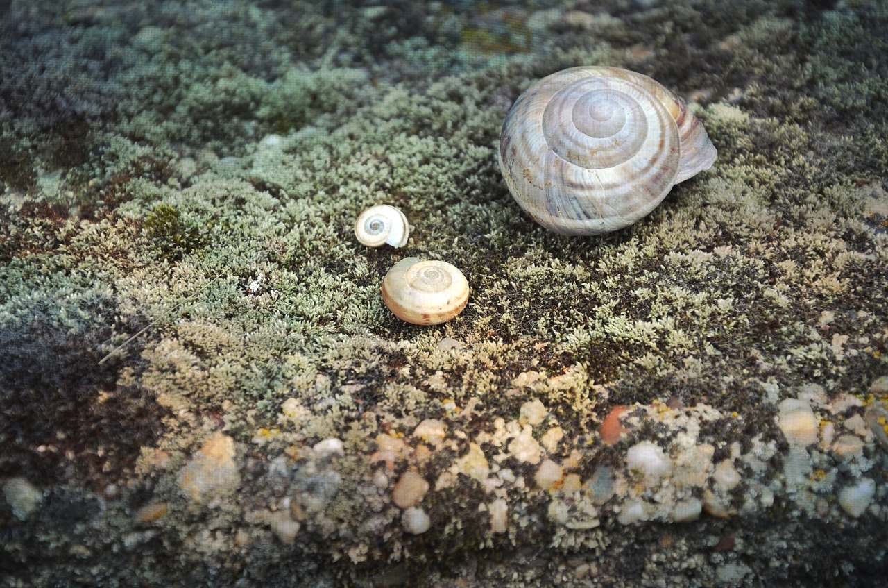 Sraigė, Lukštas, Gyvūnas, Gamta, Laukinė Gamta, Natūralus, Balta, Mollusk, Makro, Atogrąžų