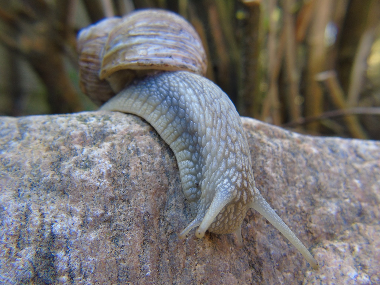 Sraigė, Lukštas, Gleivės, Uždaryti, Makro, Lėtai, Nuskaityti, Mollusk, Gamta, Sodas