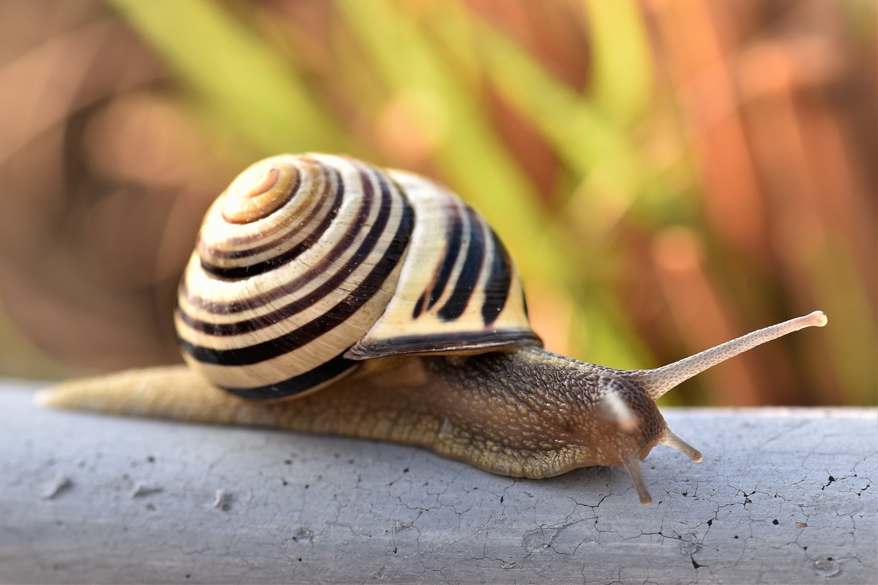 Sraigė, Lukštas, Gamta, Mollusk, Uždaryti, Sraigės Apvalkalas, Ropliai, Gyvūnas, Lėtai, Būstas