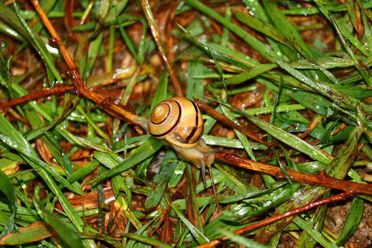 Sraigė, Žolė, Žalias, Šlapias, Makro, Gamta, Gyvūnas, Flora, Uždaryti, Nemokamos Nuotraukos