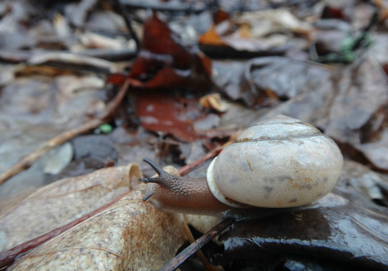 Sraigė, Lukštas, Gamta, Gyvūnas, Laukinė Gamta, Makro, Mollusk, Natūralus, Balta, Lapai