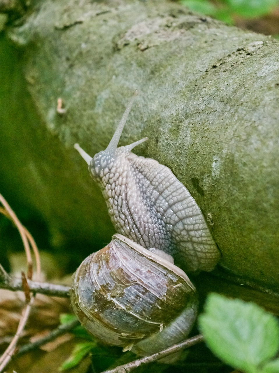 Sraigė, Miškas, Gleivės, Bažnyčios, Gyvūnas, Mollusk, Gamta, Lukštas, Lėtai, Virbelos