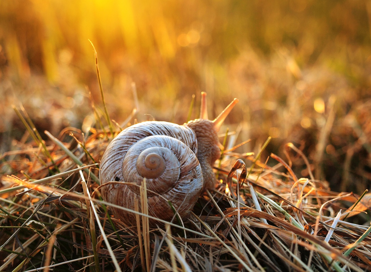 Sraigė, Saulėlydis, Žolė, Mollusk, Lukštas, Ropliai, Lėtai, Vasara, Būsto Sraigė, Sraigės Apvalkalas