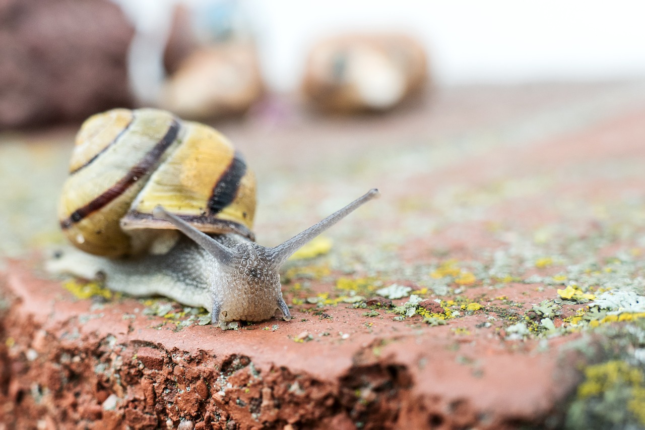 Sraigė, Nuskaityti, Lukštas, Zondas, Gleivės, Uždaryti, Gyvūnas, Makro, Mollusk, Nemokamos Nuotraukos