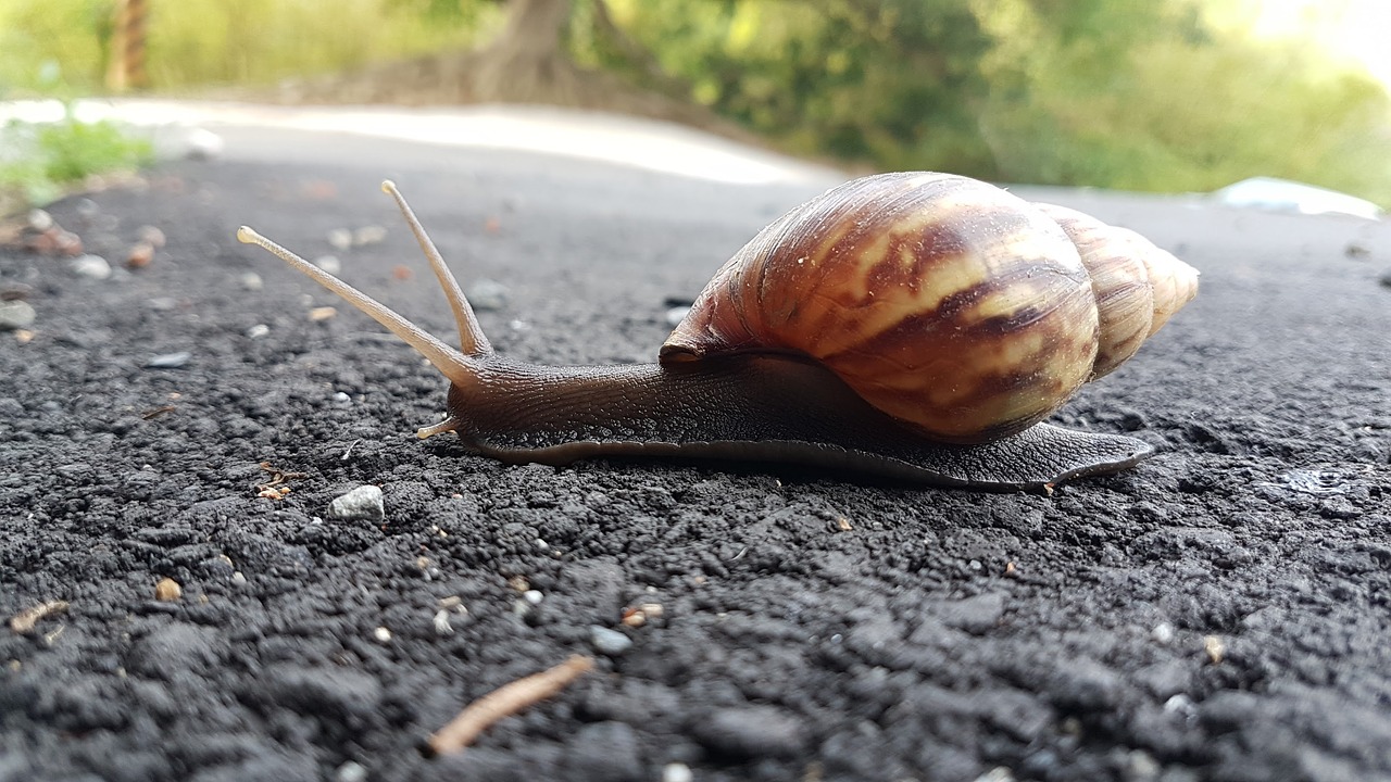 Sraigė, Lėtas, Gyvūnas, Mažas, Gyvenimas, Skystis, Nemokamos Nuotraukos,  Nemokama Licenzija