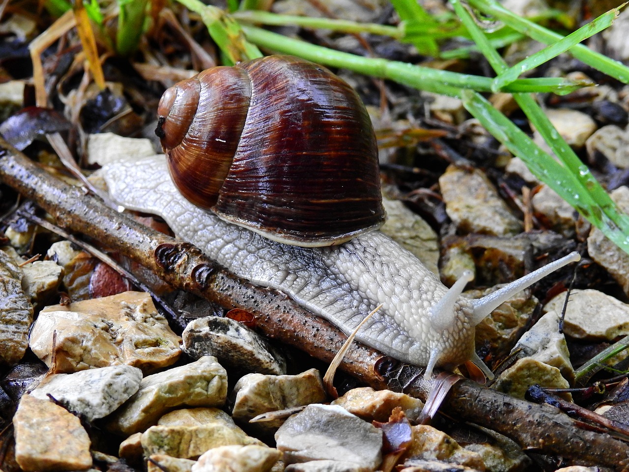 Sraigė, Gyvūnas, Gamta, Lukštas, Mollusk, Ropliai, Gleivės, Lieknas, Nemokamos Nuotraukos,  Nemokama Licenzija