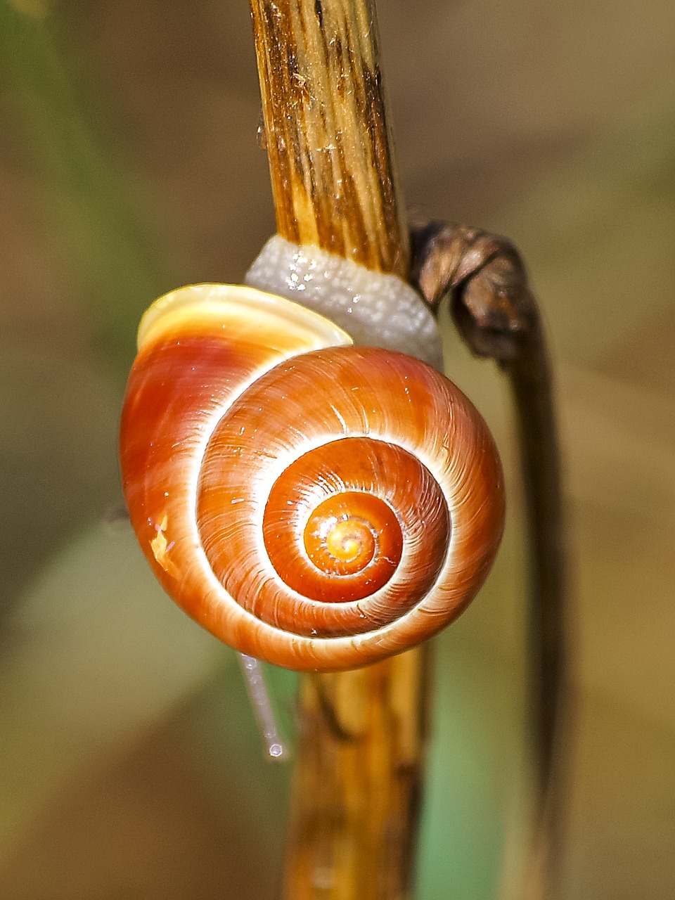 Sraigė, Juostos Širdys, Gamta, Gyvūnas, Mollusk, Sodo Bänderschnecke, Nemokamos Nuotraukos,  Nemokama Licenzija