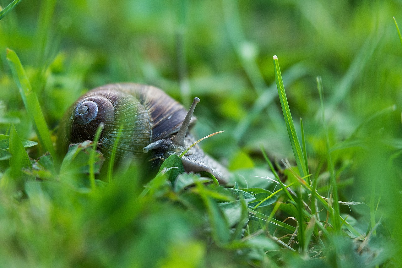 Sraigė, Zondas, Gamta, Lukštas, Gyvūnas, Lėtai, Sraigės Apvalkalai, Spiralė, Mollusk, Perėjimas