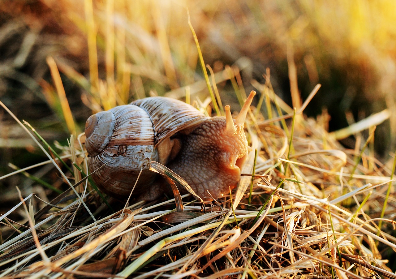 Sraigė, Lukštas, Mollusk, Gamta, Gyvūnas, Nuskaityti, Ropliai, Spiralė, Uždaryti, Lėtai