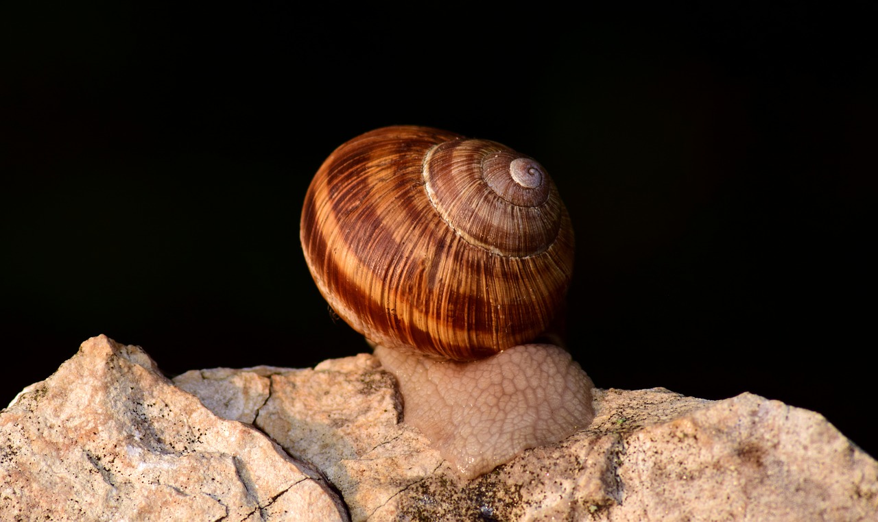 Sraigė, Lukštas, Gamta, Uždaryti, Sraigės Apvalkalas, Spiralė, Moliuskai, Gyvūnai, Ropliai, Nuskaityti