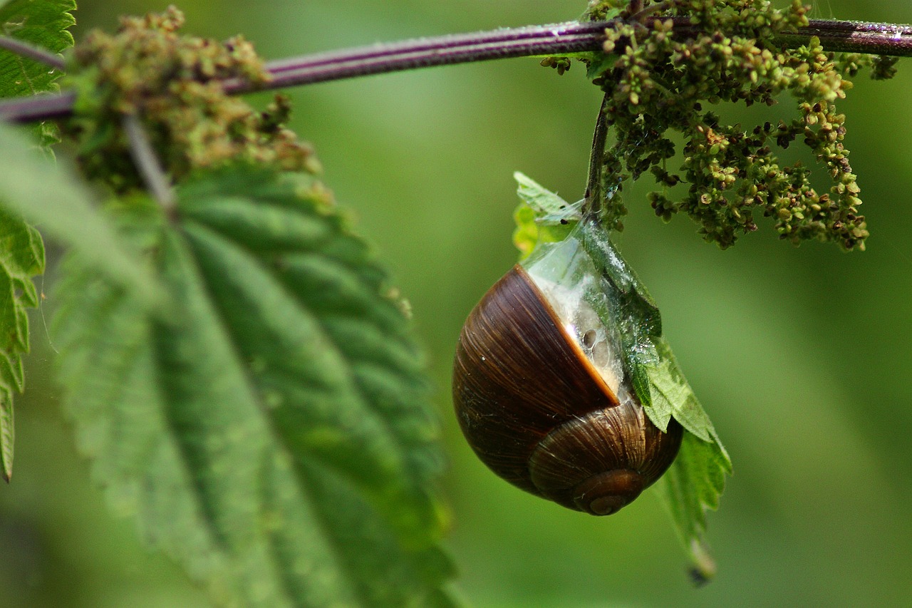 Sraigė, Lukštas, Uždaryti, Mollusk, Lėtai, Gamta, Gyvūnai, Žemės Sraigė, Sraigės Apvalkalas, Escargots