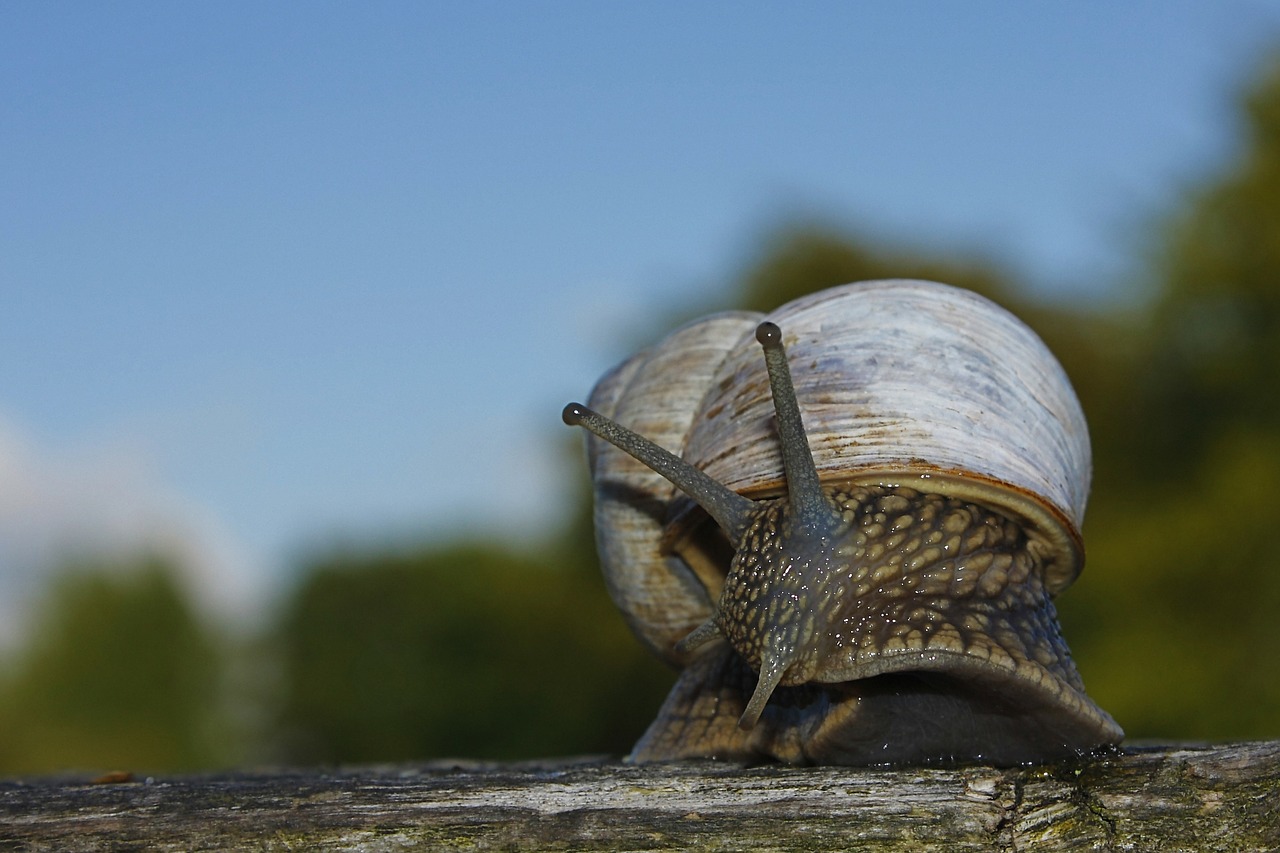 Sraigė, Lukštas, Escargots, Lėtai, Mollusk, Lėtas, Gamta, Gyvūnai, Sraigės, Sodas