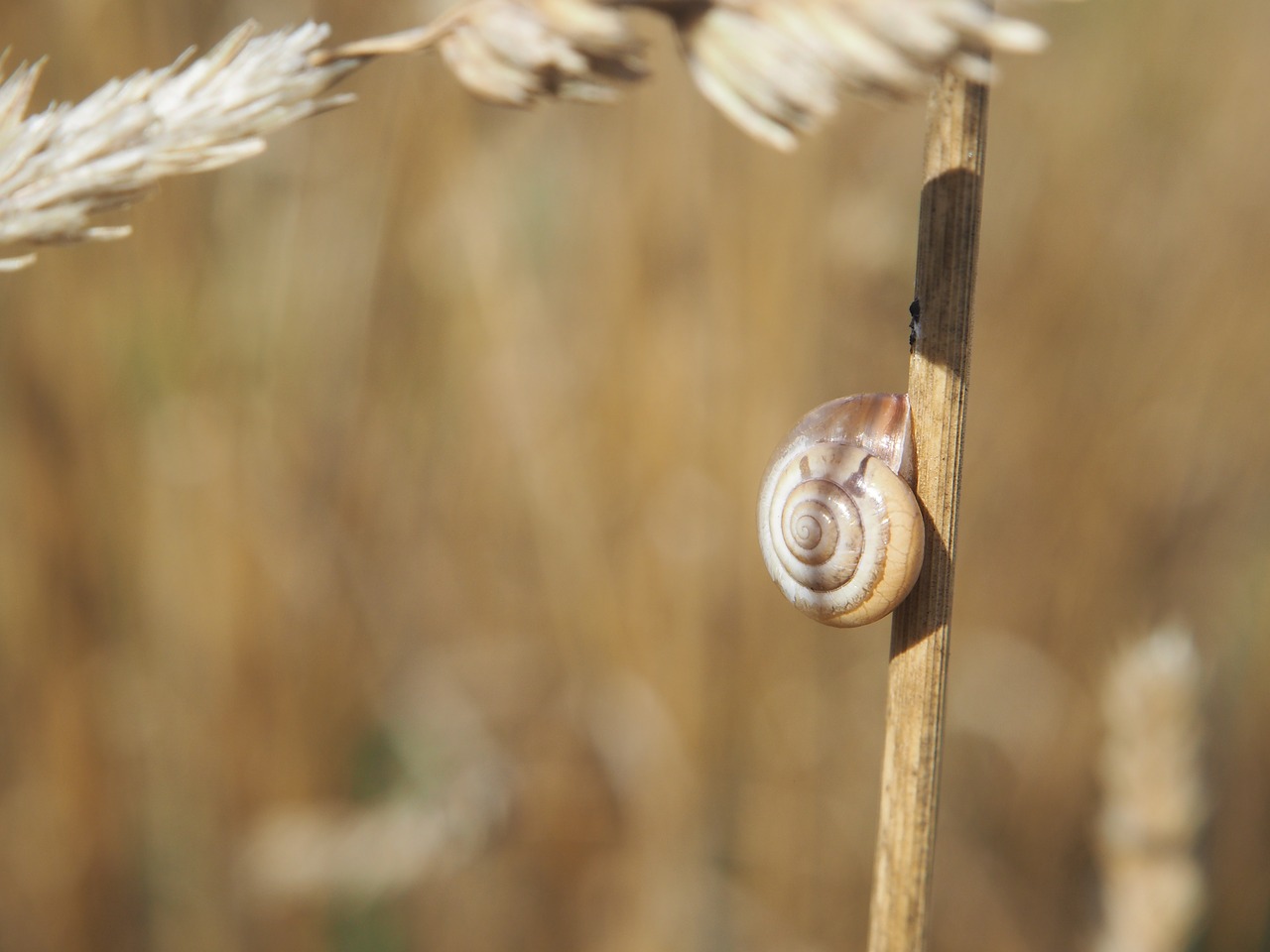 Sraigė, Lukštas, Grūdai, Laukas, Sraigės Apvalkalai, Gamta, Spiralė, Mollusk, Gyvūnai, Ropliai