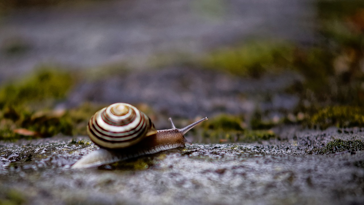 Sraigė, Gyvūnas, Lėtai, Tamsi, Drėgnas, Mollusk, Gamta, Lukštas, Uždaryti, Ropliai