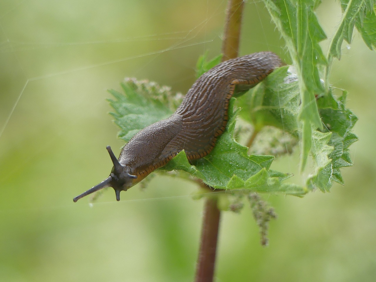 Sraigė, Šlakas, Gleivės, Žemės Sraigė, Nuskaityti, Zondas, Mollusk, Virbelos, Nemokamos Nuotraukos,  Nemokama Licenzija