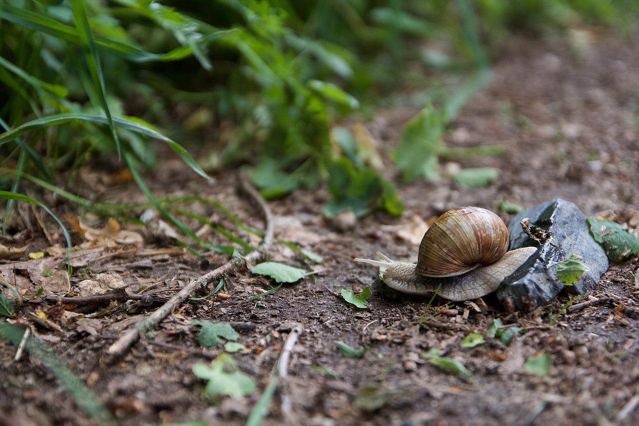 Sraigė, Gamta, Mollusk, Lukštas, Gyvūnas, Sodas, Lėtai, Uždaryti, Būstas, Sraigės Apvalkalas