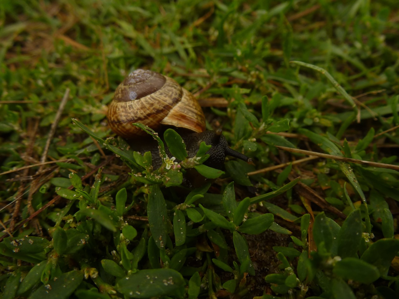 Sraigė, Gamta, Žolė, Augalas, Lukštas, Makro, Kopos, Makrofotografija, Gyvūnų Įrašymas, Lėtai