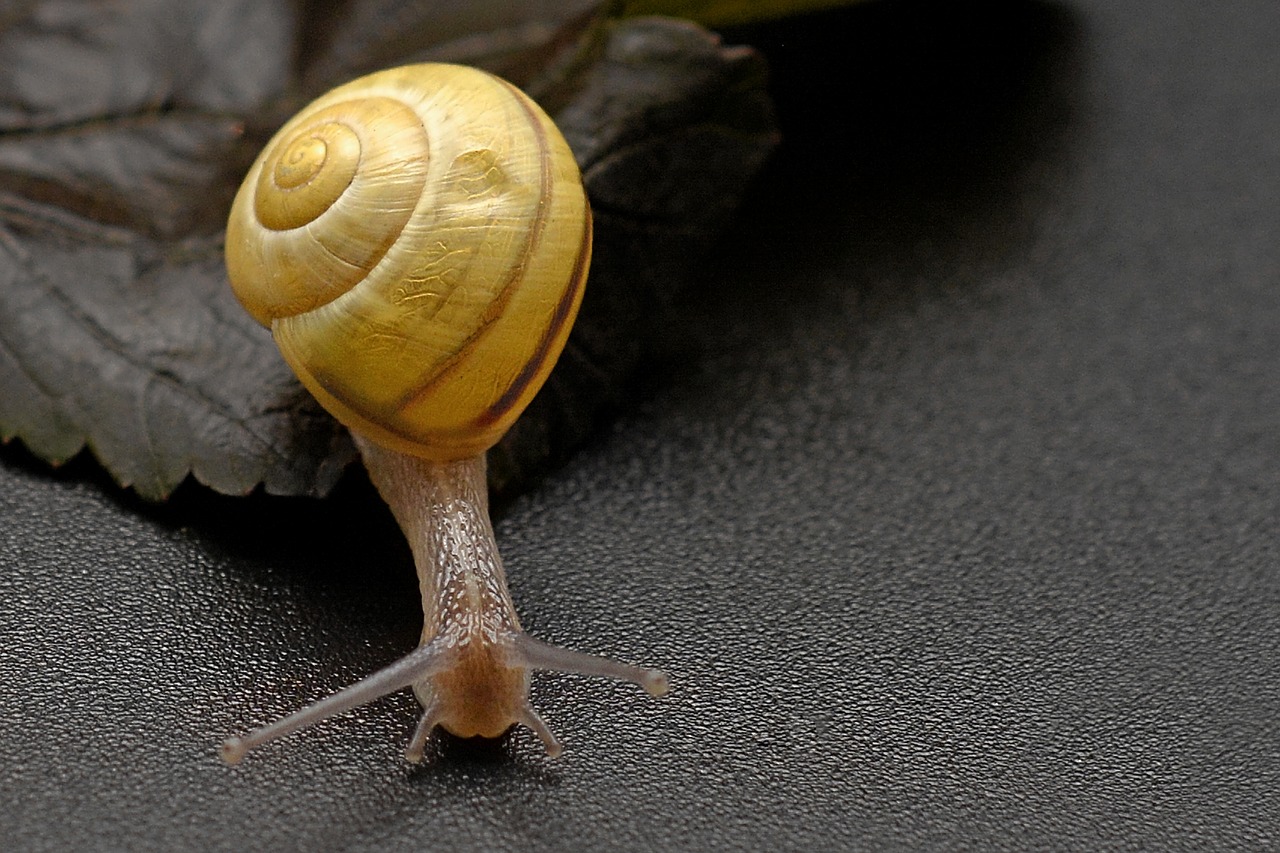 Sraigė, Nuskaityti, Lukštas, Lėtai, Mollusk, Uždaryti, Gamta, Gyvūnas, Makro, Zondas