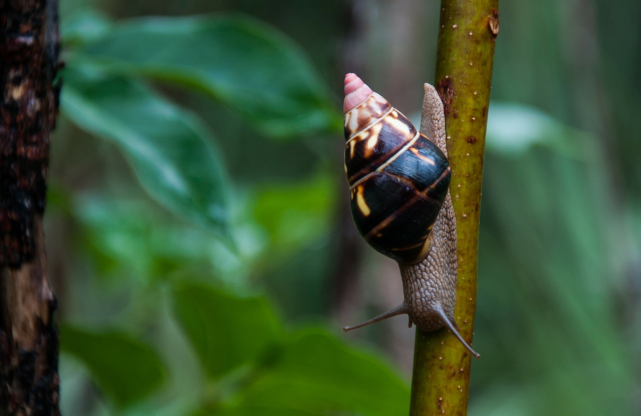 Sraigė, Lukštas, Communis, Zondas, Usa, Florida, Nemokamos Nuotraukos,  Nemokama Licenzija