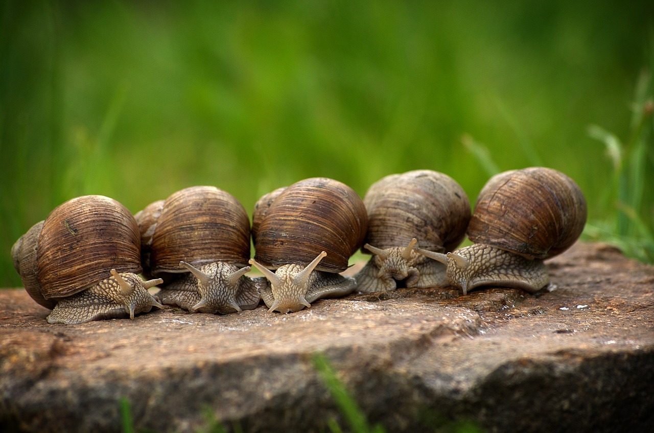 Sraigė, Sraigės, Lukštas, Lėtai, Mollusk, Nuskaityti, Makro, Būstas, Padaras, Gyvūnų Pasaulis