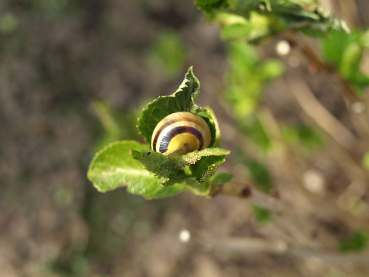 Sraigė, Lukštas, Mollusk, Filialas, Nemokamos Nuotraukos,  Nemokama Licenzija