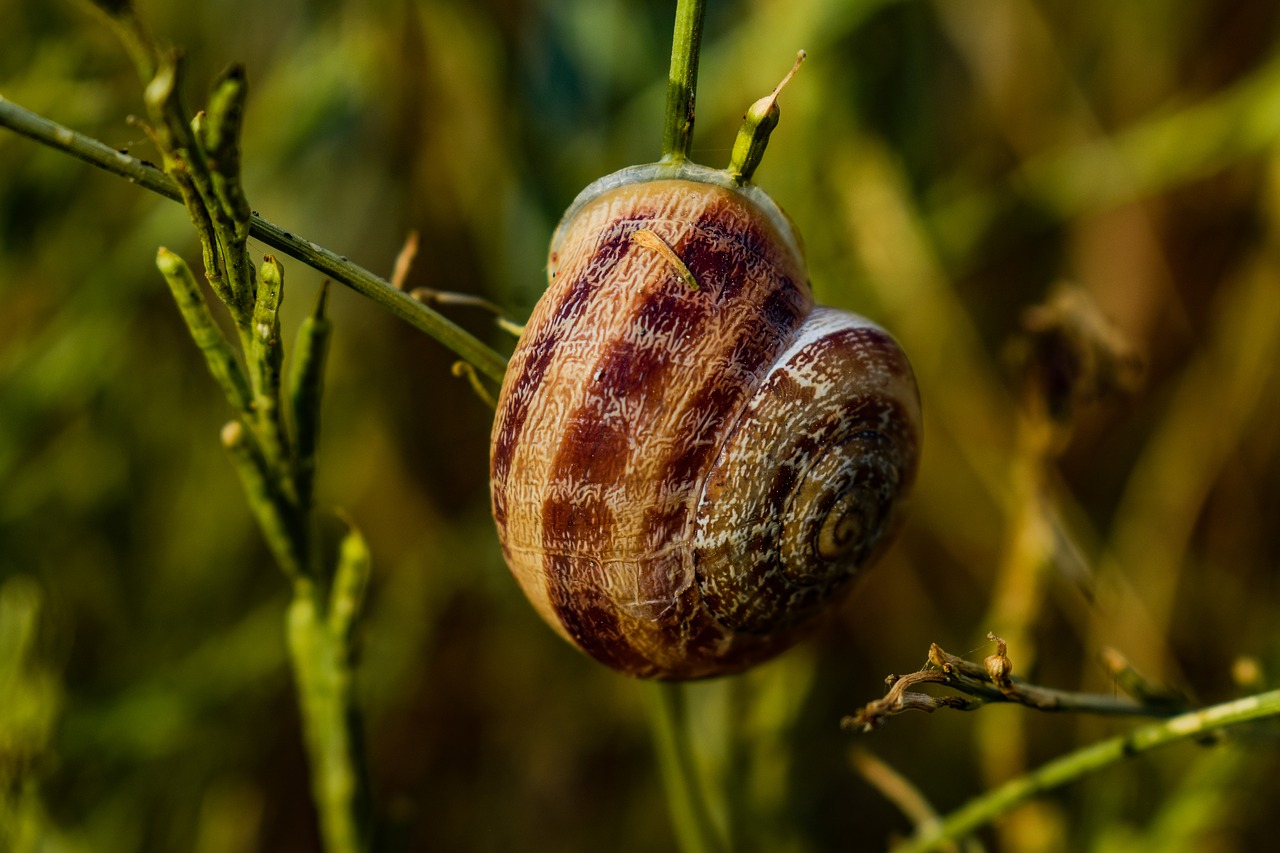 Sraigė,  Gyvūnas,  Gamta,  Pavasaris,  Laukinė Gamta,  Be Honoraro Mokesčio, Nemokamos Nuotraukos,  Nemokama Licenzija