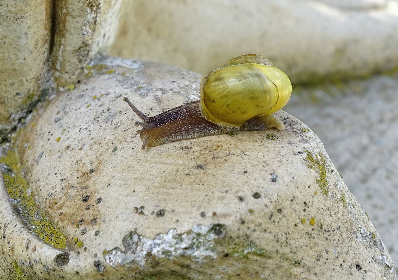 Sraigė,  Moliuskai,  Vežiagyviai,  Sodo Sraigė,  Peržiūrėti,  Korpusas,  Moliuskas,  Gastropoda,  Bauchfüsser,  Nuskaityti