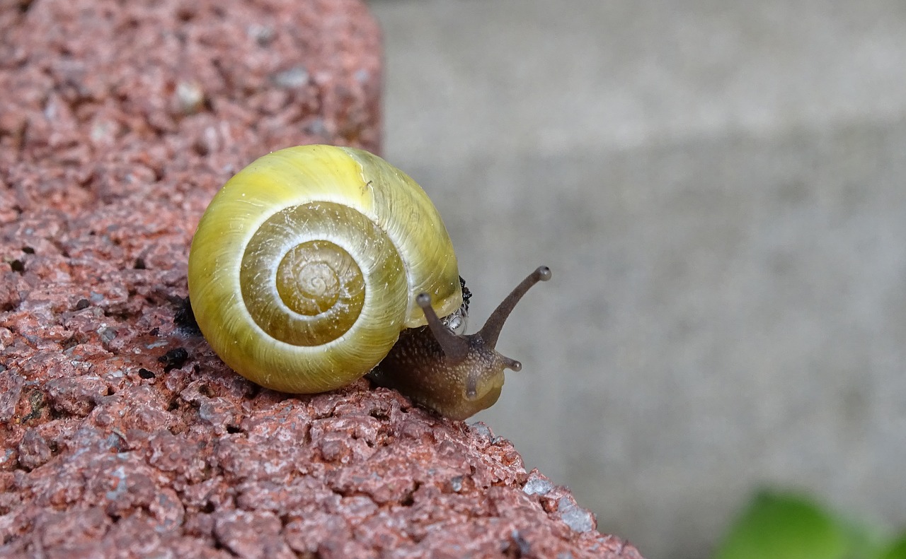 Sraigė,  Moliuskai,  Vežiagyviai,  Sodo Sraigė,  Peržiūrėti,  Korpusas,  Moliuskas,  Gastropoda,  Bauchfüsser,  Nuskaityti