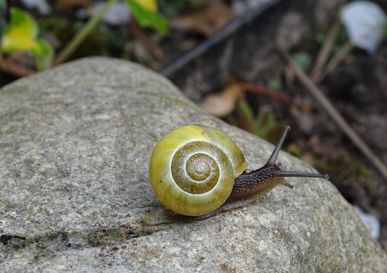 Sraigė,  Apvalkalas,  Spiralė,  Moliuskas,  Lėtai,  Pasibjaurėtinas,  Bauchfuessler,  Pobūdį,  Korpusas,  Zondas