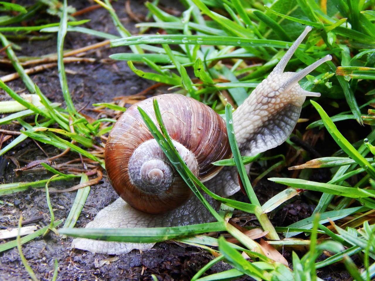 Sraigė, Kriauklė, Makro, Šlapias, Žolė, Gamta, Nemokamos Nuotraukos,  Nemokama Licenzija