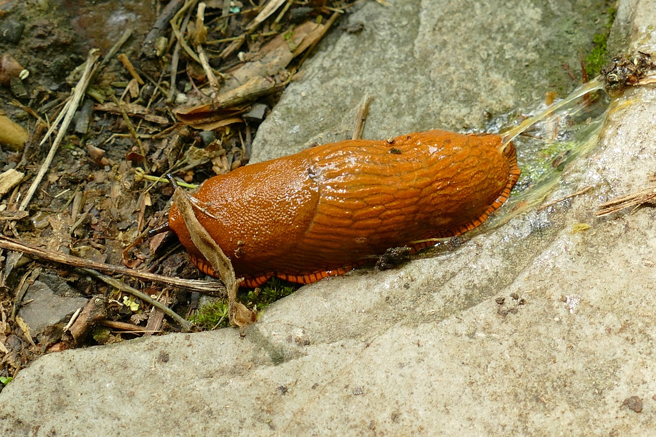 Sraigė,  Slug,  Moliuskų,  Gastropoda,  Mollusca,  Gyvūnija,  Pobūdį,  Nuskaitymo,  Gleives,  Lėtas