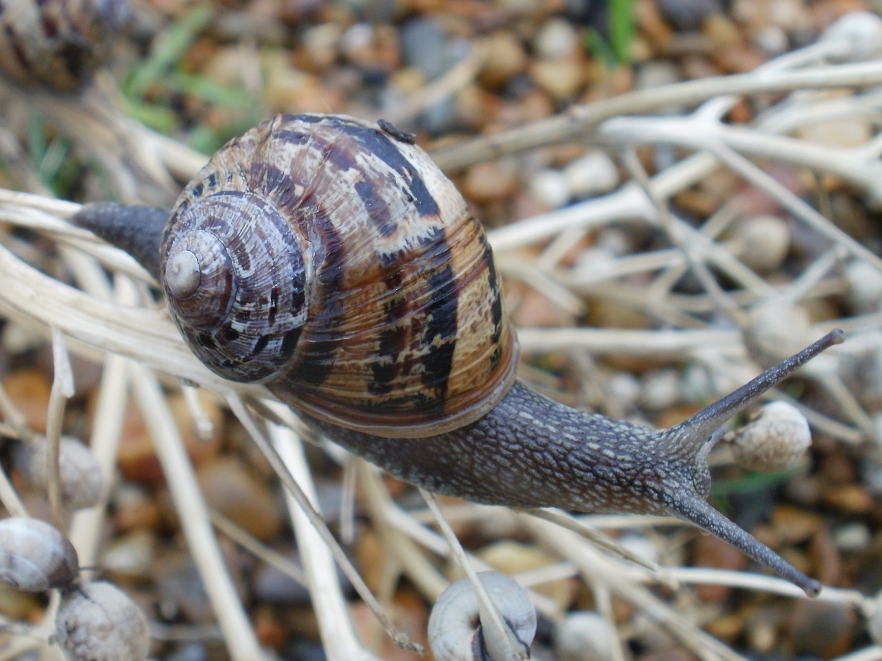 Sraigė,  Moliuskų,  Gyvūnas,  Pobūdį,  Spiralė,  Papludimys, Nemokamos Nuotraukos,  Nemokama Licenzija