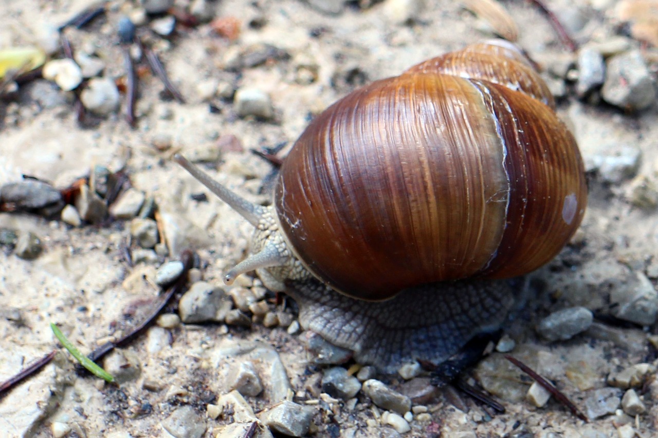 Sraigė, Lukštas, Guolio Korpusas, Sraigės Apvalkalas, Modelis, Mollusk, Nemokamos Nuotraukos,  Nemokama Licenzija