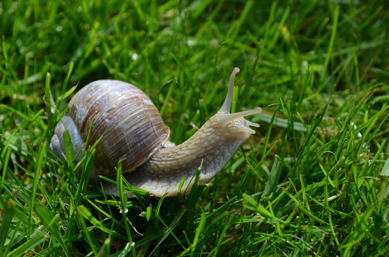 Sraigė, Schnecknehaus, Mollusk, Nemokamos Nuotraukos,  Nemokama Licenzija