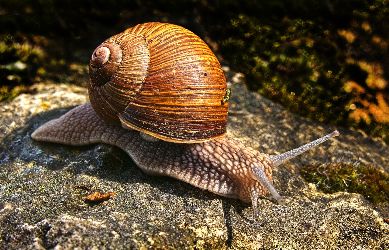 Sraigė,  Bauchfuesser,  Sraigė Lukštais,  Nuskaityti,  Apvalkalas,  Moliuskas,  Iš Arti,  Helix Pomatia,  Mollusca,  Gastropoda