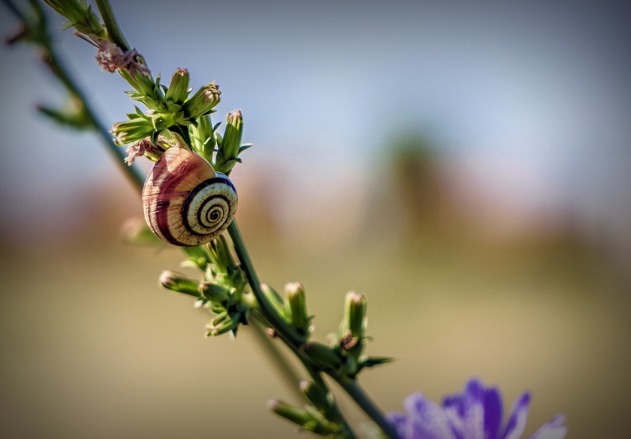 Sraigė,  Gyvūnas,  Bestuburis,  Pobūdį,  Augalai,  Floros,  Žalias,  Pavasaris,  Sodas,  Natūralus