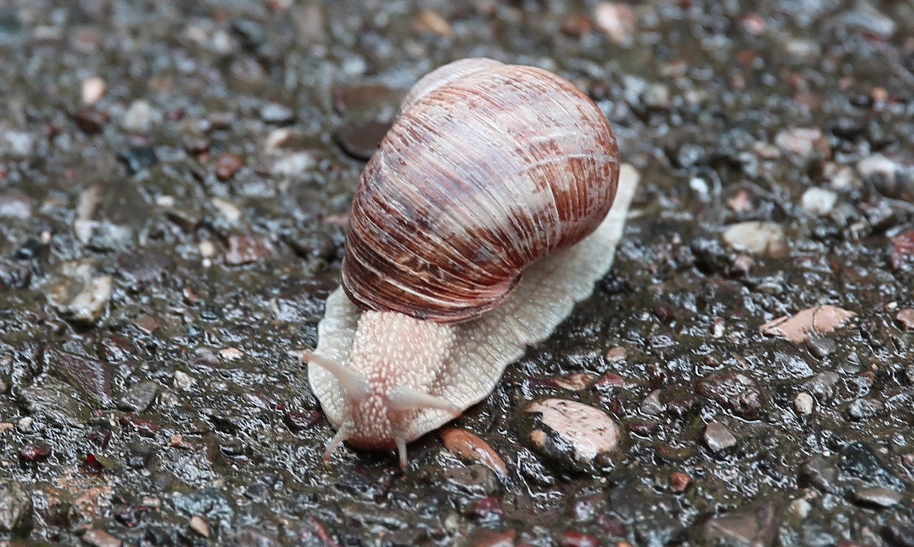 Sraigė, Gamta, Makro, Lėtai, Lukštas, Akmenys, Moliuskai, Kriauklė, Gyvūnas, Padaras