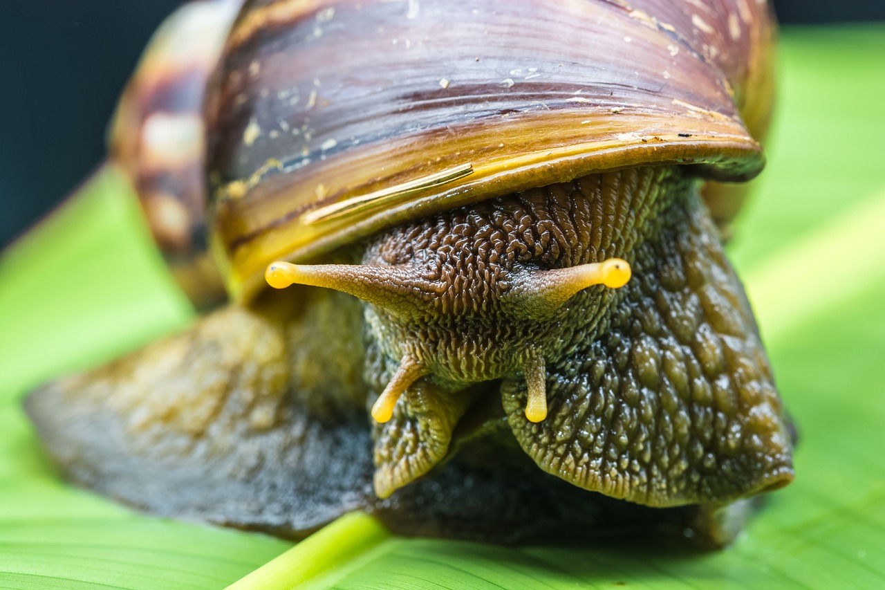 Sraigė, Lieknas, Žemės Sraigė, Ropliai, Mollusk, Nemokamos Nuotraukos,  Nemokama Licenzija