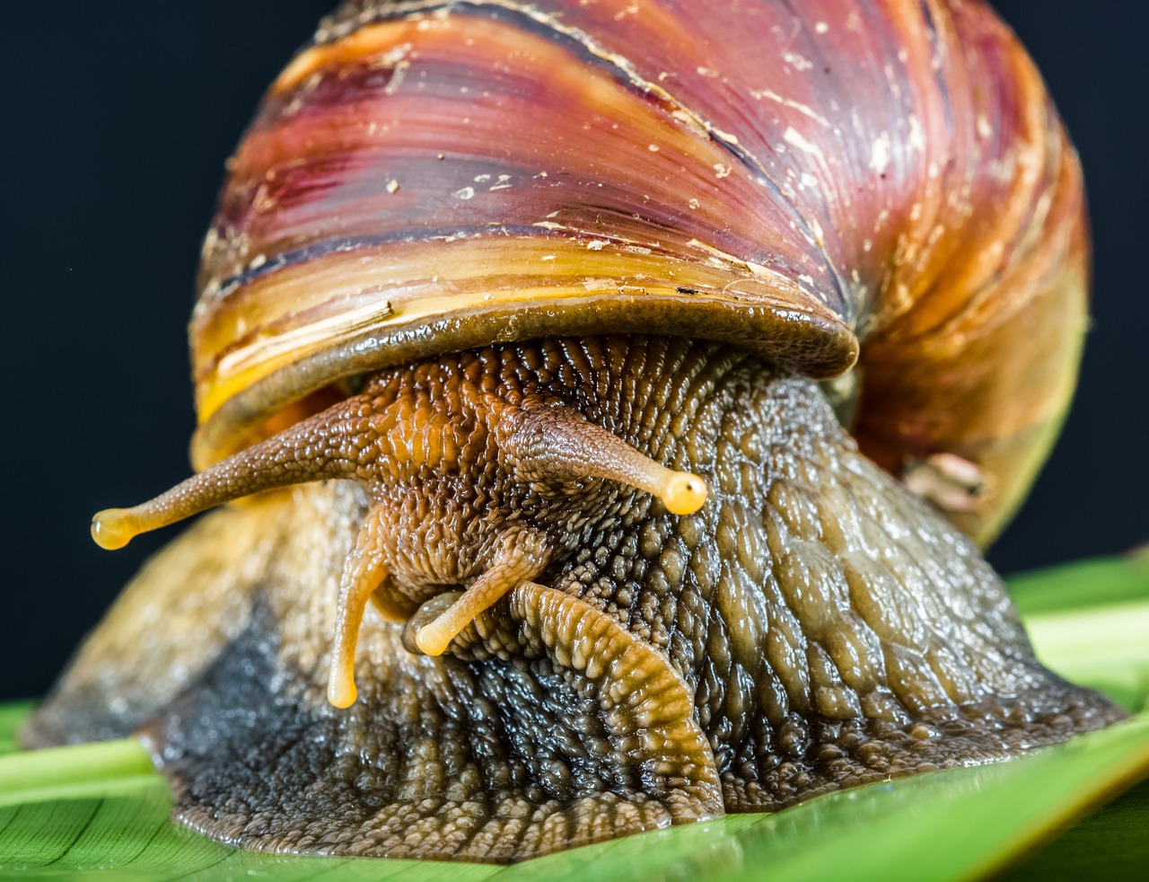 Sraigė, Lieknas, Žemės Sraigė, Ropliai, Mollusk, Nemokamos Nuotraukos,  Nemokama Licenzija