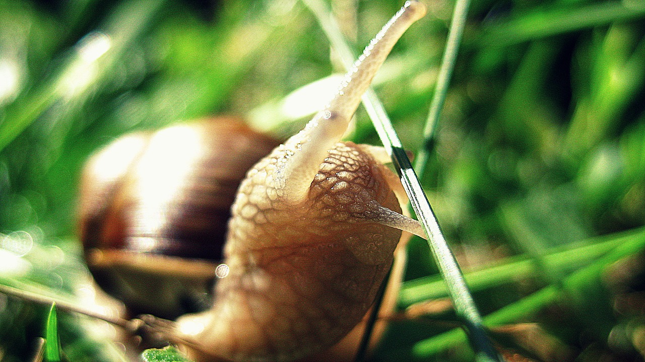 Sraigė, Žalias, Gamta, Gyvūnas, Lukštas, Makro, Nemokamos Nuotraukos,  Nemokama Licenzija