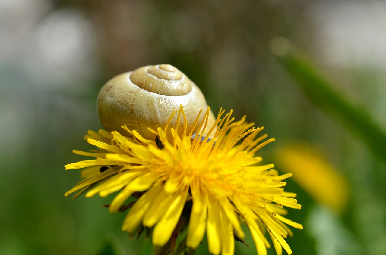 Sraigė, Lukštas, Kiaulpienė, Pieva, Gamta, Gėlės, Flora, Nemokamos Nuotraukos,  Nemokama Licenzija