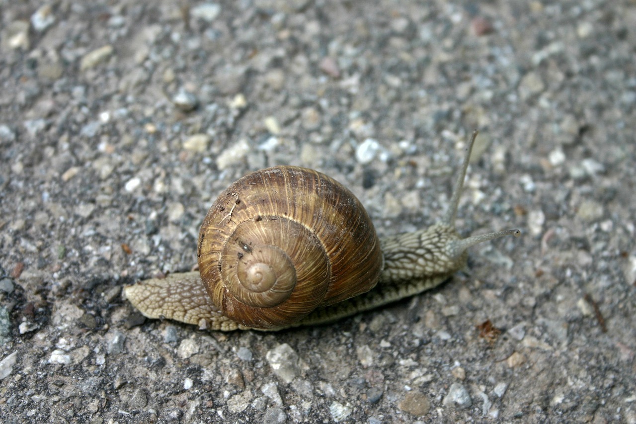 Sraigė, Lukštas, Mollusk, Gamta, Gyvūnai, Lėtai, Ropliai, Sraigės Apvalkalas, Nuskaityti, Makro